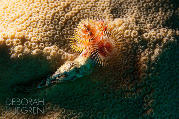 Sunrise on the Reef
