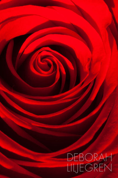 The Eye of the Rose